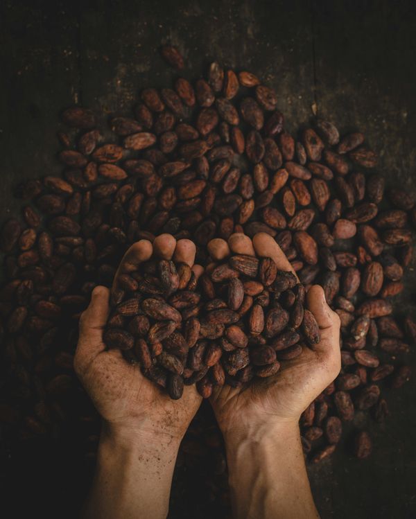 Manos de un agricultor de cacao sugetando granos de cacao con sus manos y más granos de cacao en el fondo